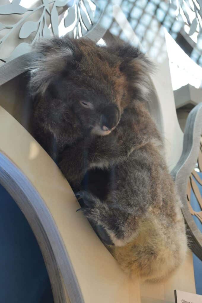 Koala for Oxford University Museum of Natural History